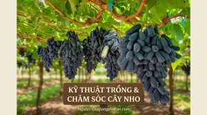 Kỹ thuật trồng và chăm sóc cây nho