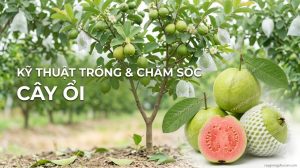 Kỹ thuật trồng và chăm sóc cây ổi tối ưu chi phí