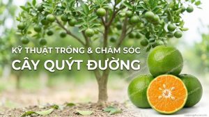 Kỹ thuật trồng và chăm sóc quýt đường bền vững
