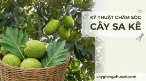 Chia sẻ kỹ thuật trồng và chăm sóc cây sa ke theo hướng bền vững