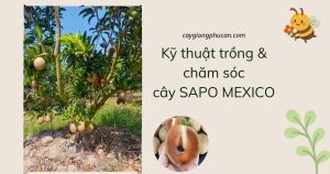 Kỹ thuật trồng và chăm sóc cây sapo mexico