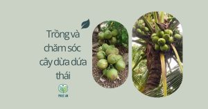 Kỹ thuật chăm sóc dừa dứa