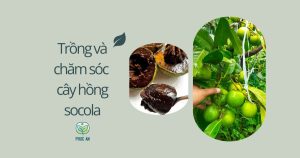 Kỹ thuật trồng chăm sóc hồng socola