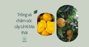 Kỹ thuật trồng và chăm sóc lê ki ma thái