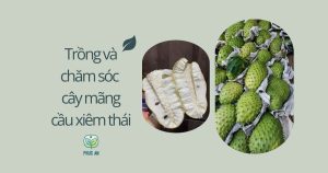 Kỹ thuật trồng và chăm sóc mãng cầu xiêm thái