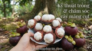 Trọn bộ kỹ thuật trồng và chăm sóc măng cụt