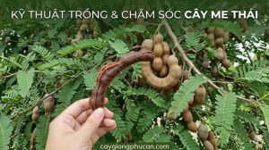Kỹ thuật trồng và chăm sóc me thái từ khâu chọn giống đến khi thu hoạch.