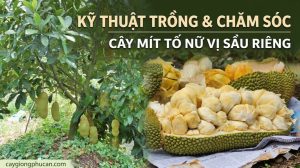 Kỹ thuật trồng và chăm sóc mít tố nữ vị sầu riêng từ Cây Giống Phúc An