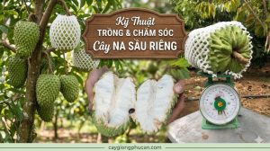 Kỹ thuật trồng và chăm sóc na sầu riêng