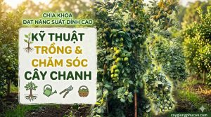 Kỹ thuật trồng và chăm sóc cây chanh