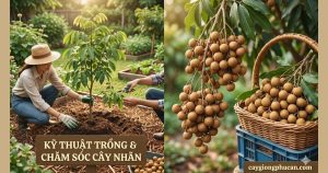 Kỹ thuật trồng và chăm sóc cây nhãn