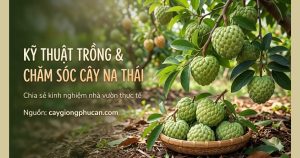 Kỹ thuật trồng và chăm sóc na thái