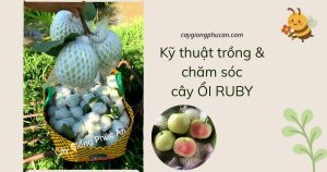 kỹ thuật trồng và chăm sóc cây ổi ruby