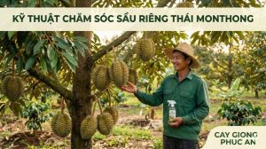 Kỹ thuật trồng và chăm sóc sầu riêng monthong