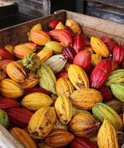 giống ca cao cây giống phúc an