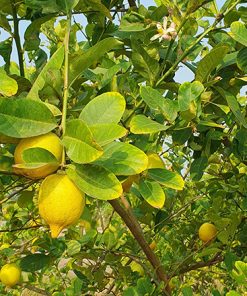 giống chanh vàng mỹ-cây giống phúc an