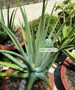 giống nha đam mỹ-cây giống Phúc An