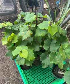 giống nho xanh-cây giống Phúc An