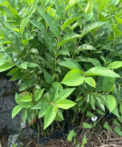 cây bình bát- cây giống phúc an