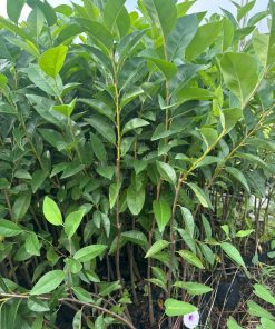 cây bình bát- cây giống phúc an