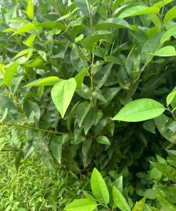 cây bình bát-cây giống phúc an