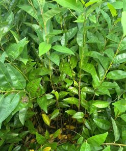 cây bình bát- cây giống phúc an