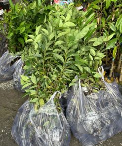 cây bình bát- cây giống phúc an