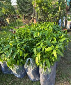 giống xoài thực sinh-cây giống Phúc An