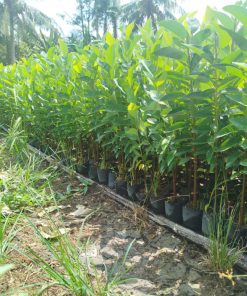 Cây giống bình bát tại Phúc An