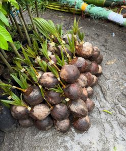 giống dừa mã lai chu-cây giống Phúc An