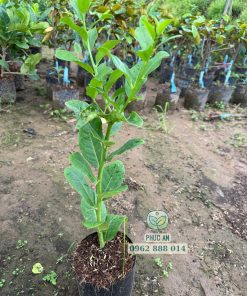 giống chanh vàng mỹ-cây giống phúc an