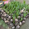 giống dừa xiêm xanh thường-cây giống Phúc An