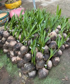 giống dừa xiêm xanh thường-cây giống Phúc An