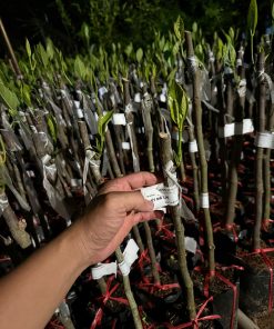 giống mít mã lai rút cùi-cây giống Phúc An