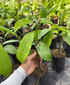 cây giống dâu xiêm, cây giống phúc an