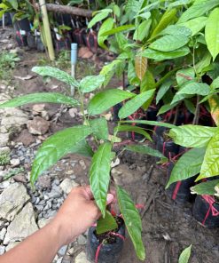 giống ca cao-cây giống Phúc An