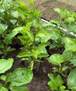 giống chay dây vàng ngọt-cây giống Phúc An