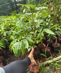 giống nhãn long phụng châu-cây giống Phúc An