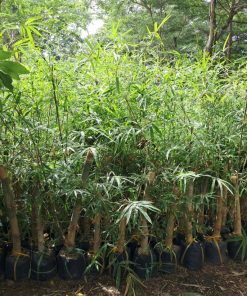 giống tre tầm vông-cây giống Phúc An