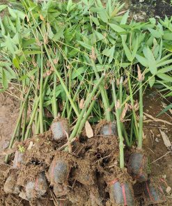 giống tre bát độ-cây giống Phúc An