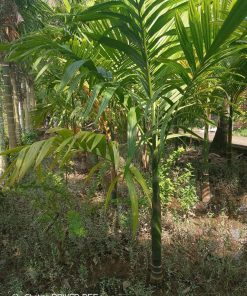 cây cau ta trái dài 18 tháng tuổi lóng 15-20cm