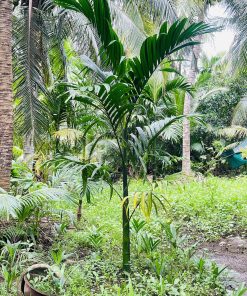 cây cau ta trái dài 18 tháng tuổi lóng 15-20cm