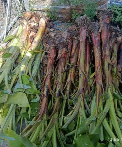 giống chuối xiêm-cây giống Phúc An