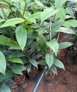 cây măng cụt ương hạt-cây giống phúc an