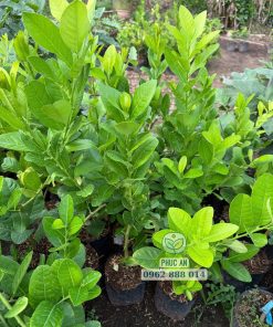 giống chanh vàng mỹ-cây giống phúc an