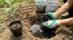 cach-bon-lot-cho-cay