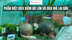 Bí kíp nhận diện dừa mã lai bầu chuẩn xác từ Phúc An