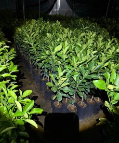 Cây giống bưởi da xanh đẹp tại Phúc An