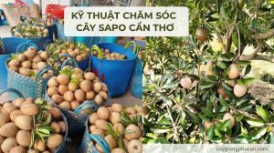 Kỹ thuật trồng và chăm sóc sapo cần thơ