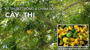 Kỹ thuật trồng và chăm sóc cây thị